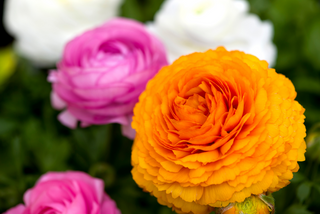 Orange, white and pink ranunculus flowers